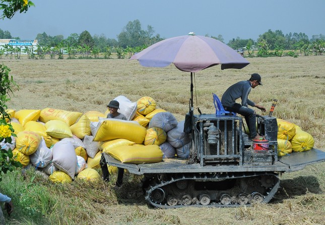 Diễn biến bất ngờ liên quan giá gạo Việt cao kỷ lục - Ảnh 2.