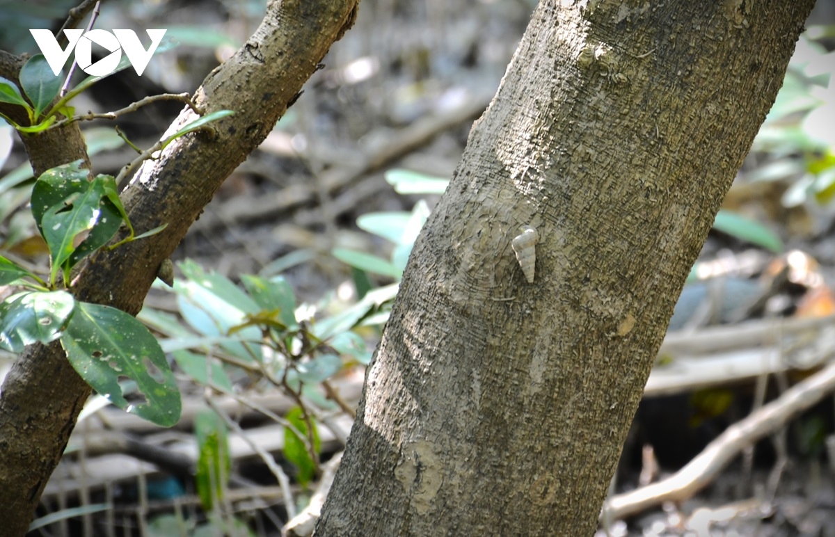 Người dân Cà Mau nuôi loại ốc leo cây, bán trăm ngàn mỗi kg - Ảnh 10.