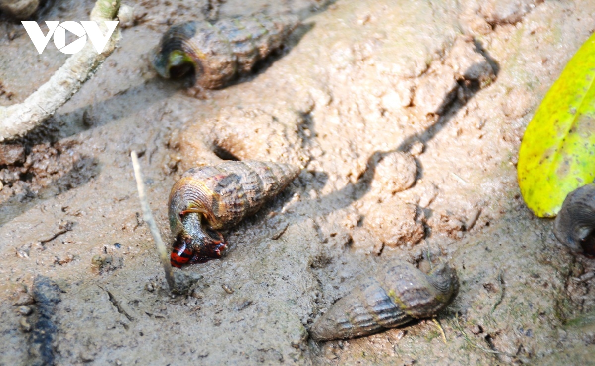 Người dân Cà Mau nuôi loại ốc leo cây, bán trăm ngàn mỗi kg - Ảnh 3.