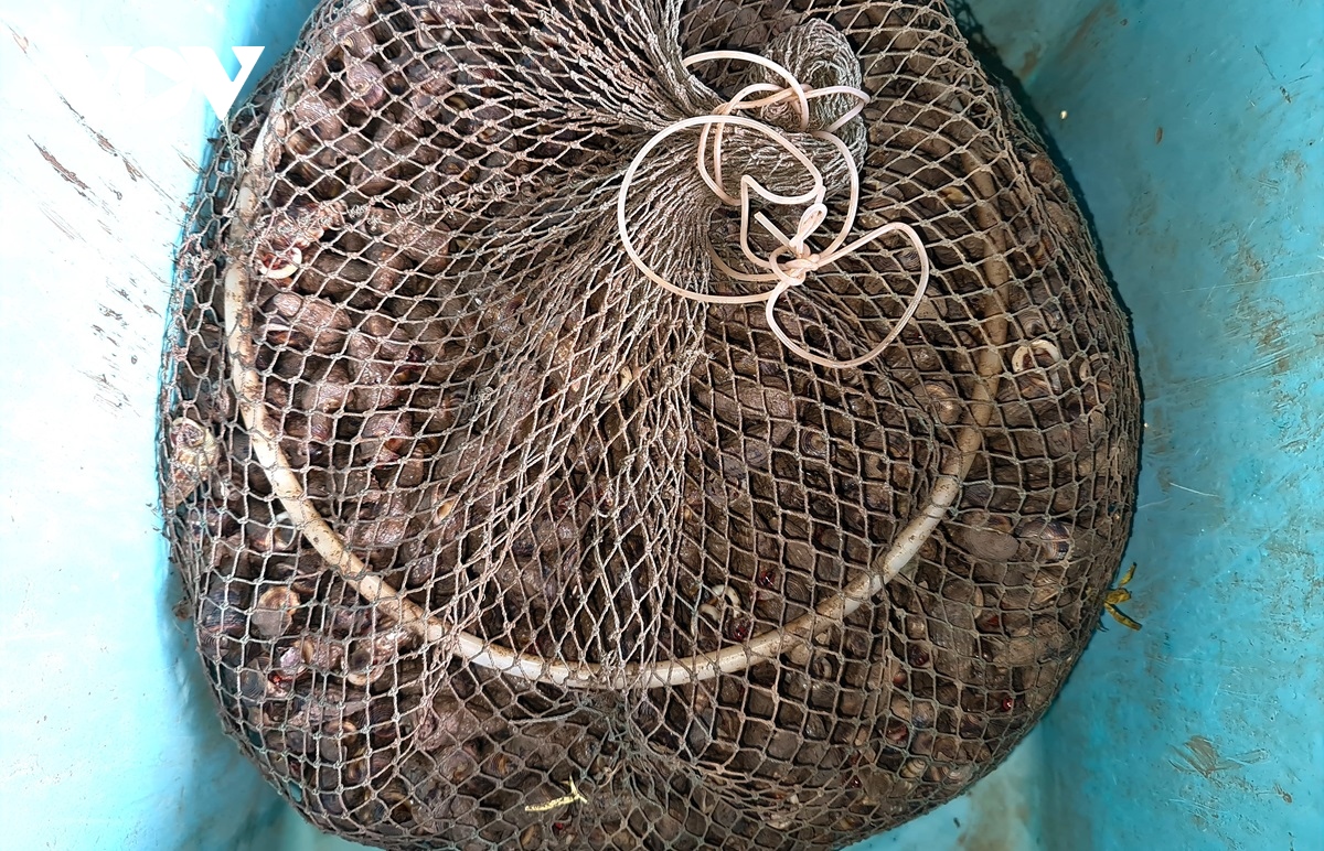 Người dân Cà Mau nuôi loại ốc leo cây, bán trăm ngàn mỗi kg - Ảnh 7.