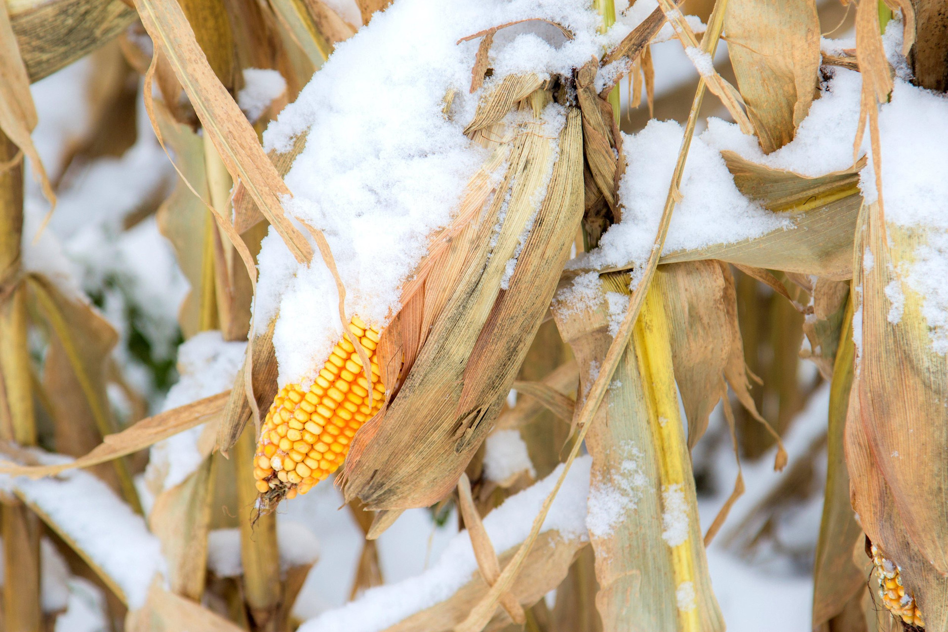 Lạnh bất thường, nông dân Trung Quốc như “ngồi trên đống lửa” vì nông sản phơi tuyết ngoài cánh đồng - Ảnh 1.