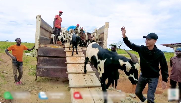 Bị thiệt hại lớn khi vừa mua bò về nuôi, Quang Linh Vlog thú nhận do quyết định sai lầm - Ảnh 2.