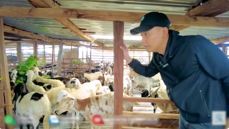 Bị thiệt hại lớn khi vừa mua bò về nuôi, Quang Linh Vlog thú nhận do quyết định sai lầm - Ảnh 5.