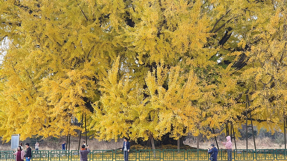 Cây ngân hạnh gần nghìn năm tuổi ở Hàn Quốc lại khoe sắc vàng rực cả góc trời khi mùa thu tới, cảnh đẹp mê mẩn hàng nghìn du khách - Ảnh 4.