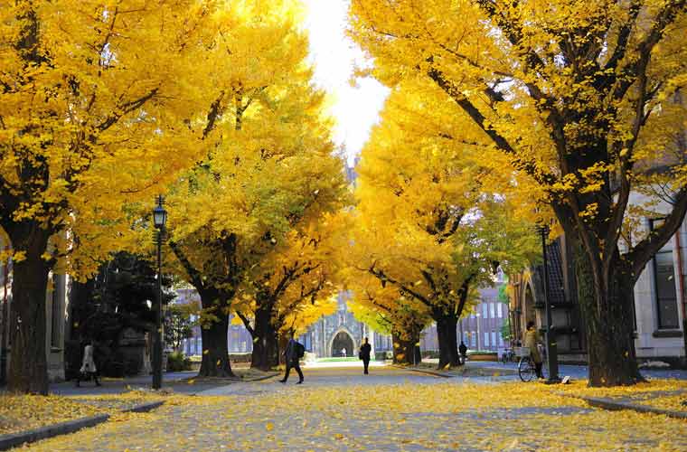 Dân tình &quot;rụng tim&quot; trước khung cảnh ĐH Tokyo mùa lá rụng, như bước vào thế giới thần tiên vậy!- Ảnh 8.