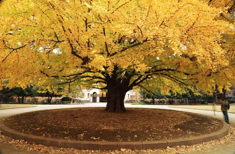 Dân tình &quot;rụng tim&quot; trước khung cảnh ĐH Tokyo mùa lá rụng, như bước vào thế giới thần tiên vậy!- Ảnh 3.