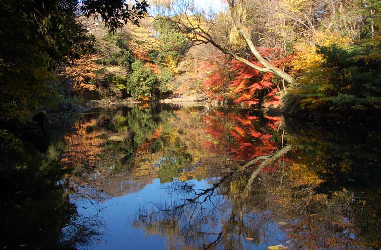 Dân tình &quot;rụng tim&quot; trước khung cảnh ĐH Tokyo mùa lá rụng, như bước vào thế giới thần tiên vậy!- Ảnh 10.