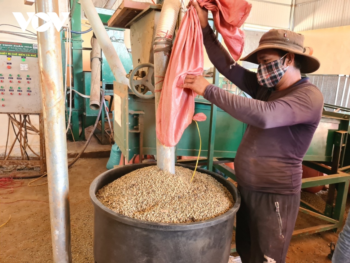Nông dân phấn khởi thu hoạch cà phê khi được giá - Ảnh 2.