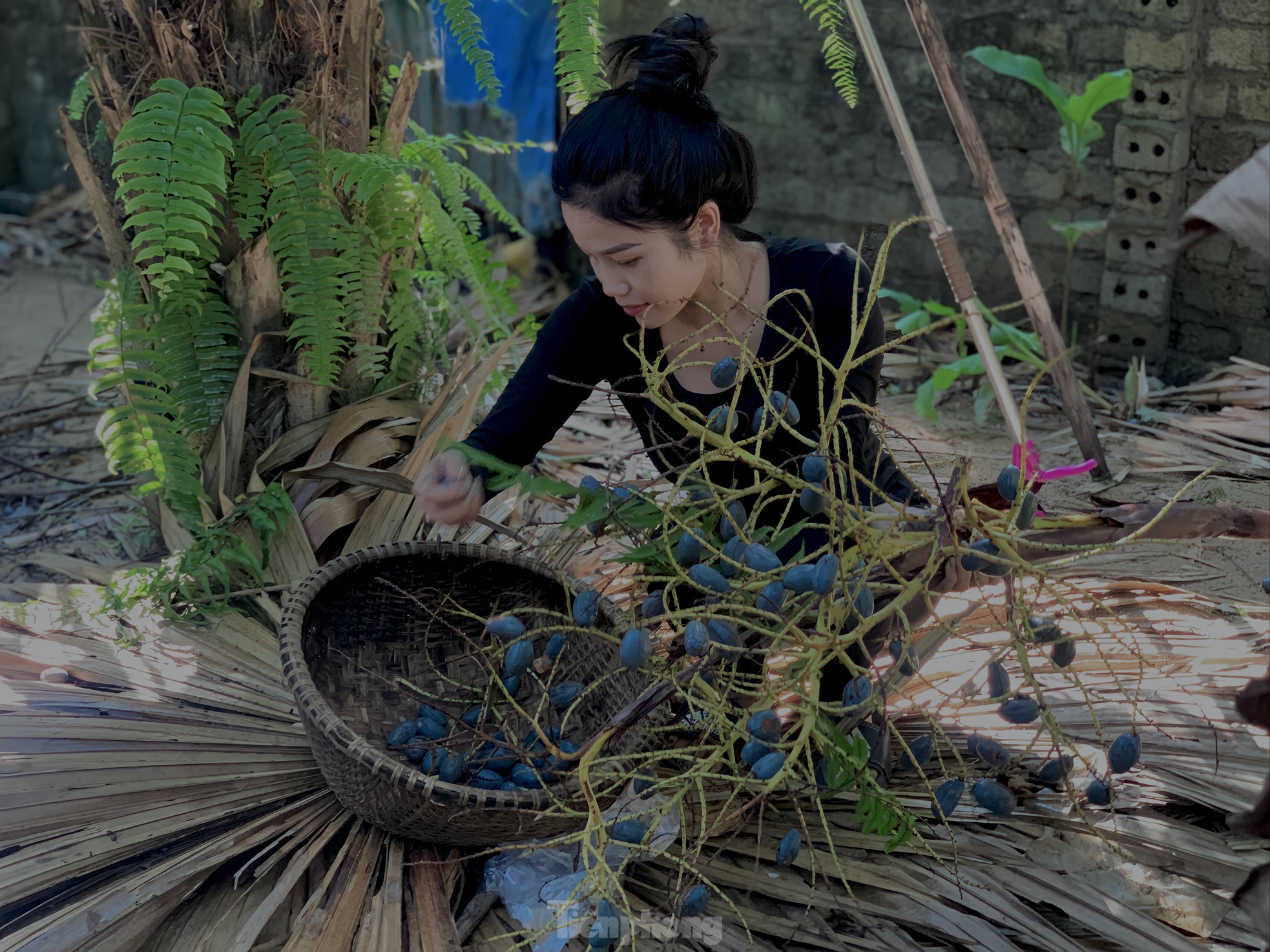 'Lên đời' nhờ loài cây mọc hoang trở thành món đặc sản - Ảnh 6.