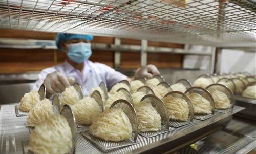 Việt Nam nắm giữ loài chim 'nhả vàng', tạo ra siêu thực phẩm nổi tiếng được Trung Quốc cực ưa chuộng, giá đắt đỏ vẫn chi đậm hàng ngàn tỷ mua ăn - Ảnh 1.