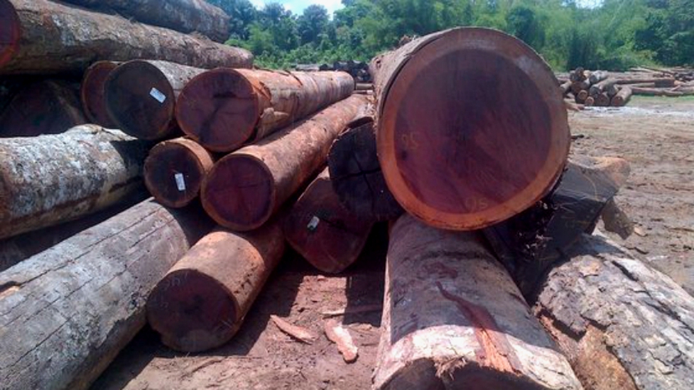 Kỳ lạ loại gỗ có khả năng đổi màu: Thuộc top thế giới về độ cứng và độ bền, Việt Nam cũng trồng - Ảnh 3.