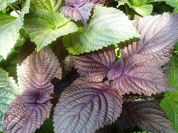 3 loại rau gia vị là "kho thuốc" chữa bệnh, gia đình nào cũng nên trồng 1 cây - Ảnh 3.