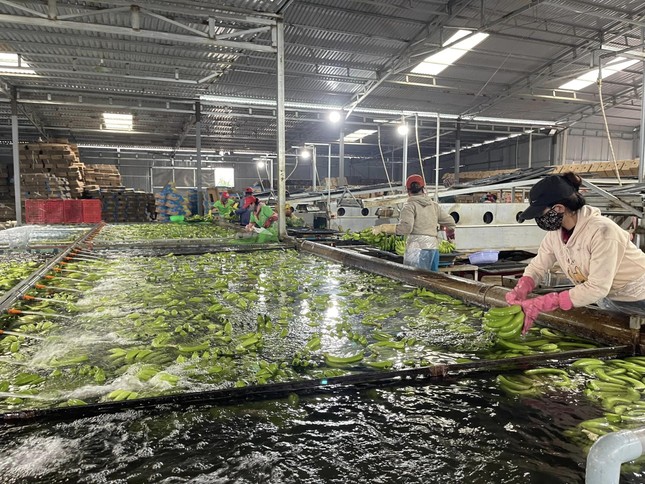 Nông sản tỷ USD Việt Nam đang xuất khẩu Trung Quốc - Ảnh 1.