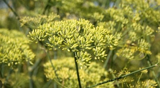 Ấn Độ săn lùng sản vật quý hiếm của Việt Nam gần như chỉ có tại 2 quốc gia: Trồng ít nhất 4 năm mới được thu hoạch, nước ta nắm sản lượng hàng nghìn tấn mỗi năm - Ảnh 1.