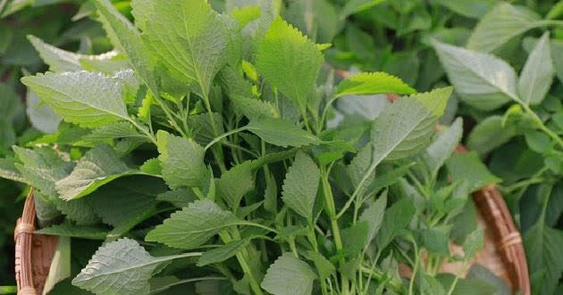 3 loại rau gia vị là "kho thuốc" chữa bệnh, gia đình nào cũng nên trồng 1 cây - Ảnh 2.