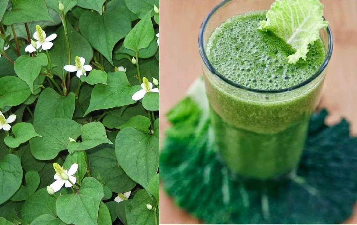 1 loại rau nhiều người “ngửi thôi đã thấy sợ” nhưng lại có tác dụng cực tốt cho bệnh tiểu đường, thanh lọc giải nhiệt cơ thể: Mọc đầy thôn quê Việt - Ảnh 2.