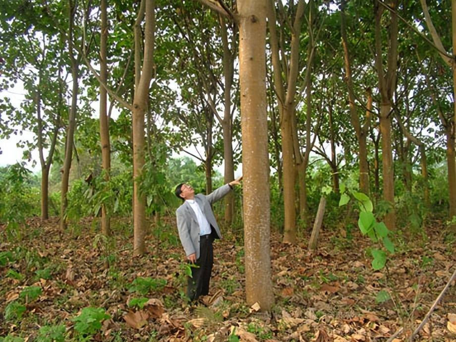 Kỳ lạ loại cây gỗ mỗi năm cao thêm 7m, Trung Quốc muốn trồng ở nhiều nơi: Mang lại món lợi kinh tế bất ngờ - Ảnh 3.