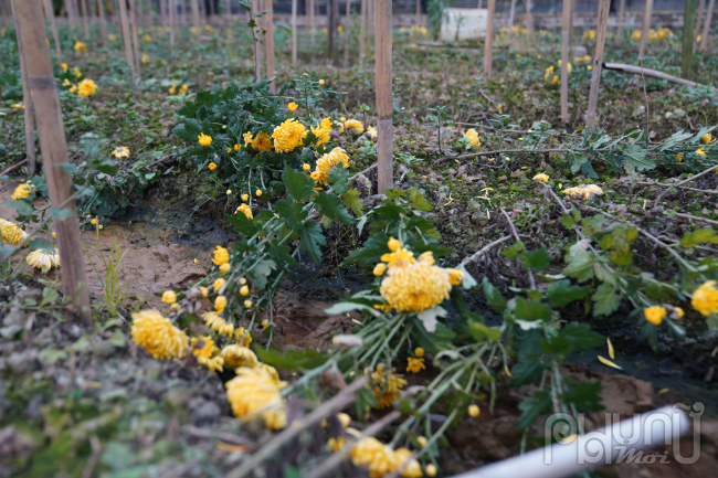 Hoa tươi giảm giá kịch đáy, mất mùa, ế khách người dân làng hoa Tây Tựu chặt bỏ trồng rau - Ảnh 5.