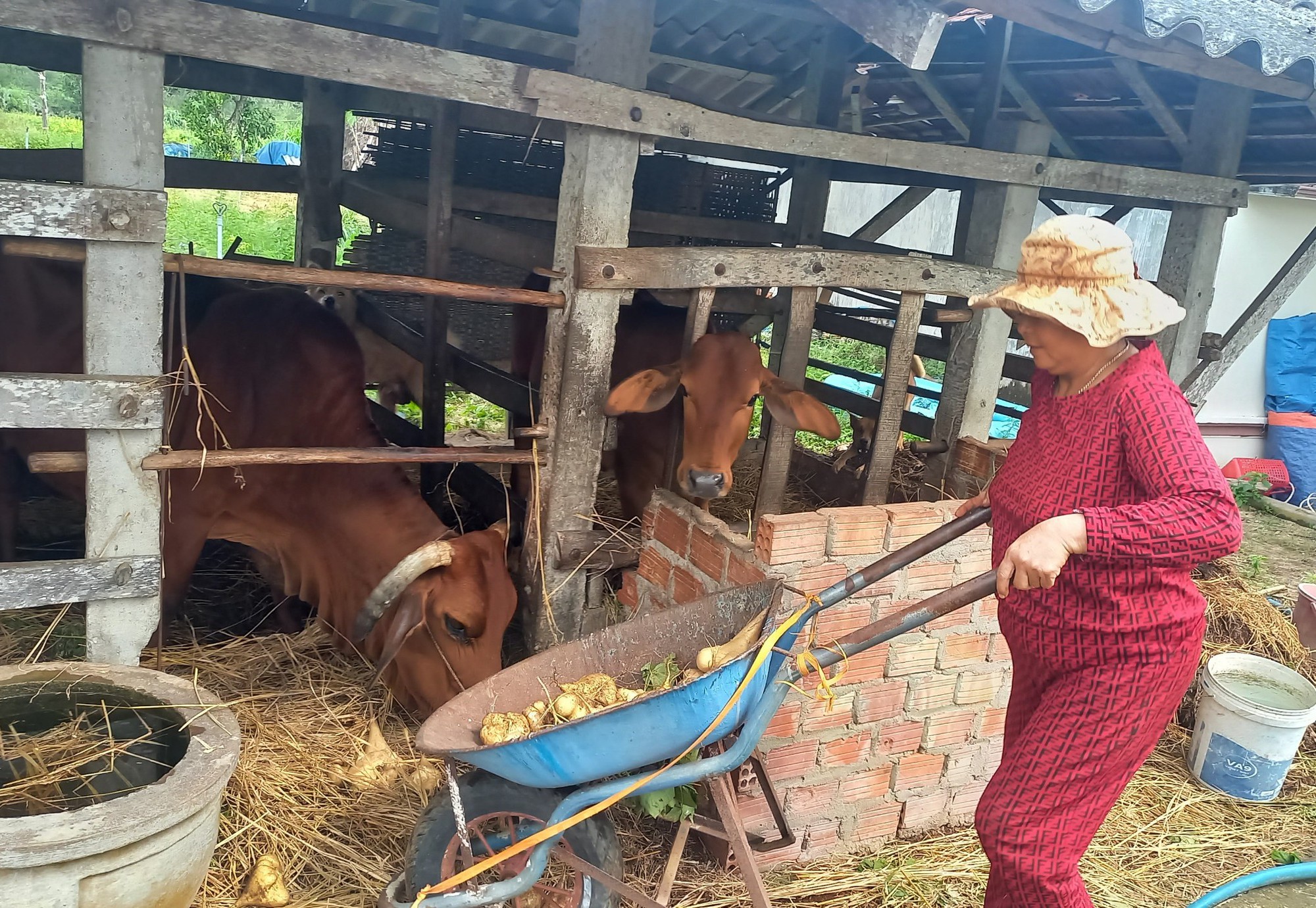 900 tấn sắn không có người mua, nông dân đào hố chôn- Ảnh 4.