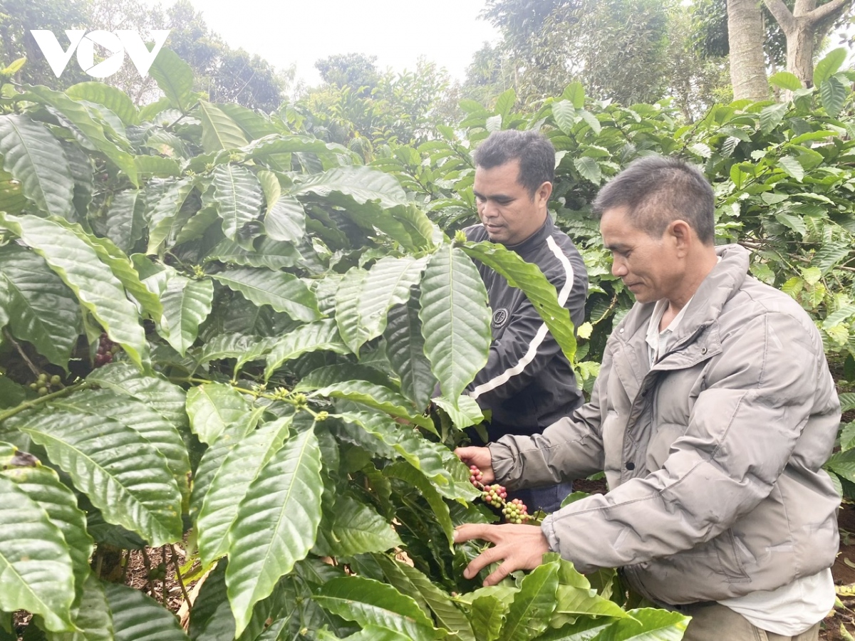 Năng suất cà phê tăng nhẹ, giá bán lập đỉnh, nông dân Đắk Lắk phấn khởi - Ảnh 1.