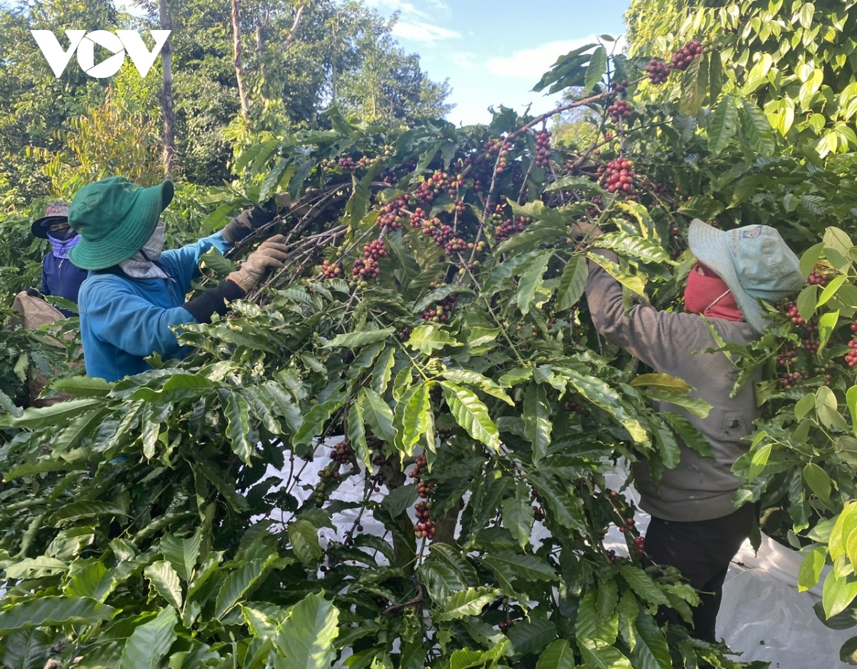 Năng suất cà phê tăng nhẹ, giá bán lập đỉnh, nông dân Đắk Lắk phấn khởi - Ảnh 4.