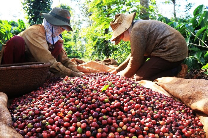 Giá liên tục tăng vào neo ở mức cao, người dân trồng cà phê trúng đậm - Ảnh 1.