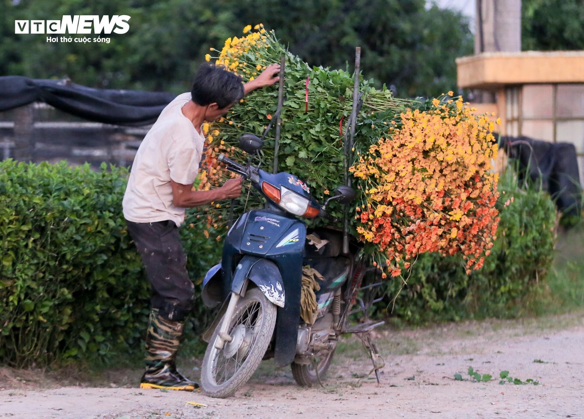 Cả năm thất bát, người trồng hoa Tây Tựu 'nín thở' chờ vụ Tết - Ảnh 13.