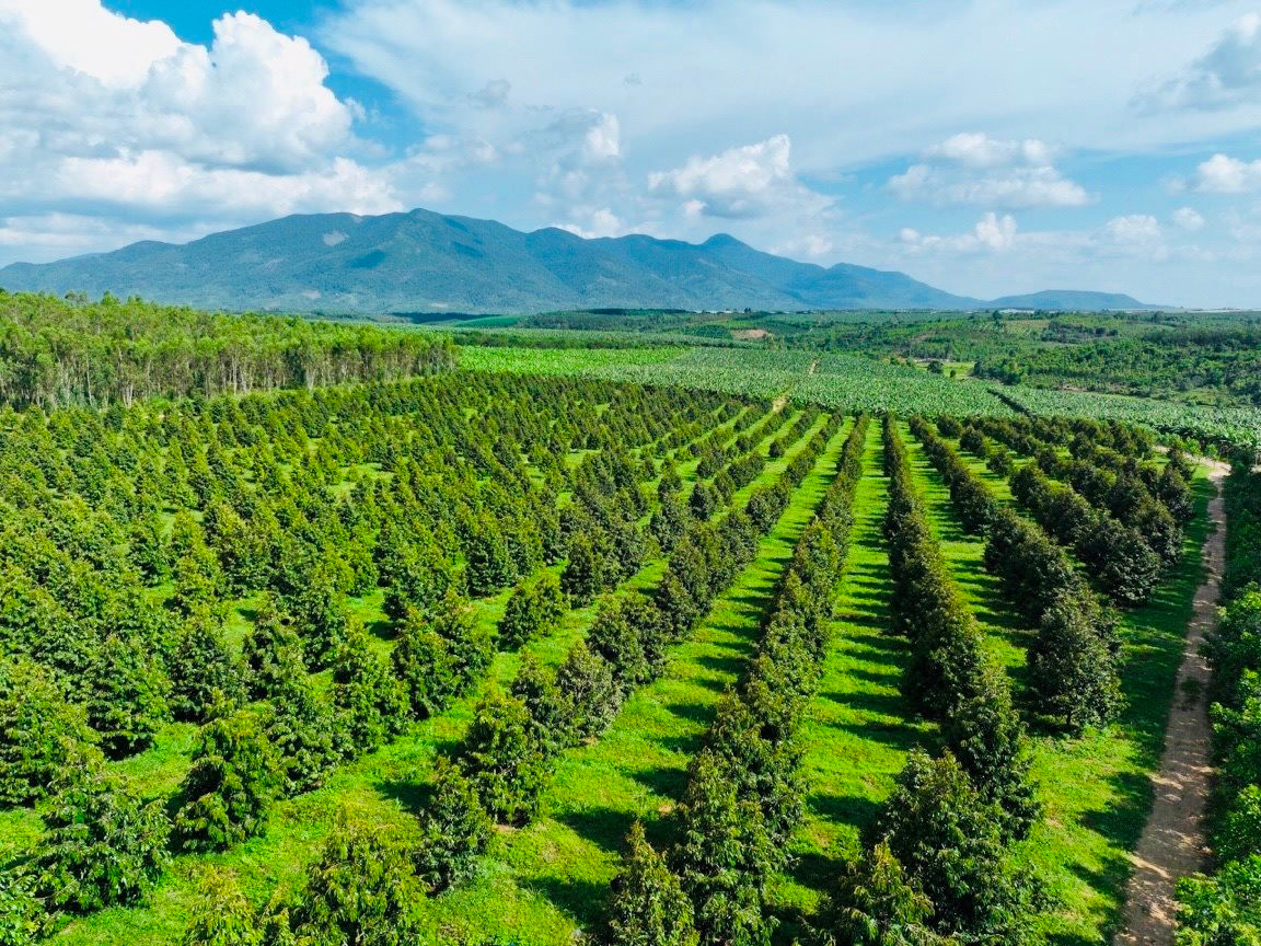 Bầu Đức trồng sầu riêng 1 vốn - 5 lời: “Thực sự không ai tin nhưng dù ai nói gì, HAGL cũng sẽ tăng diện tích lên 2.000ha&quot; - Ảnh 2.