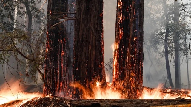Kỳ lạ cây cổ thụ cháy đen vì hỏa hoạn &quot;hồi sinh&quot; nhờ chồi non 2.000 năm tuổi - Ảnh 2.