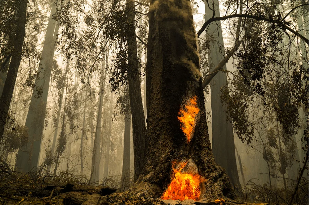Kỳ lạ cây cổ thụ cháy đen vì hỏa hoạn &quot;hồi sinh&quot; nhờ chồi non 2.000 năm tuổi - Ảnh 3.