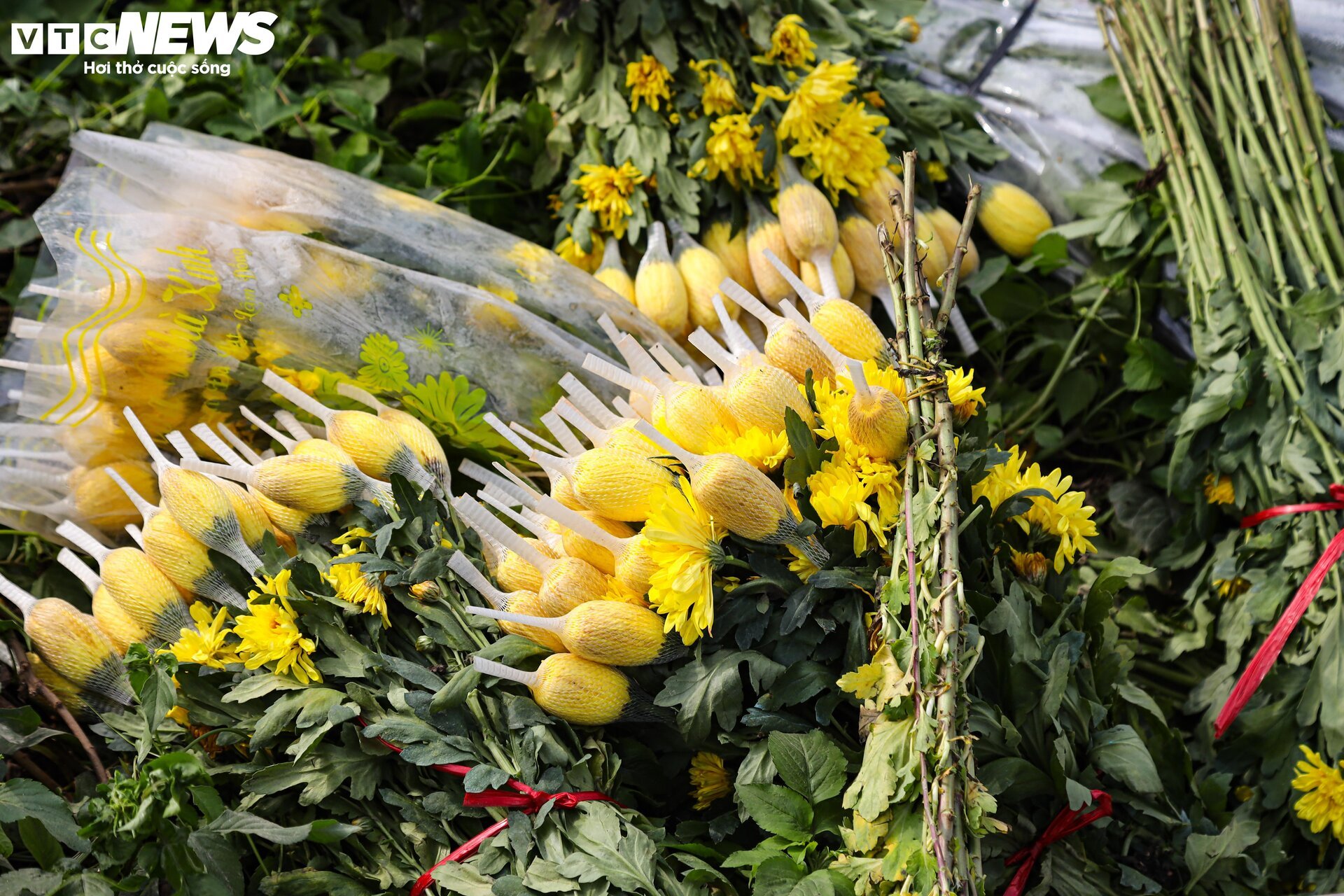 Giá rớt thảm ngay sát vụ Tết, hoa cúc Tây Tựu bị bỏ đầy đồng - Ảnh 20.