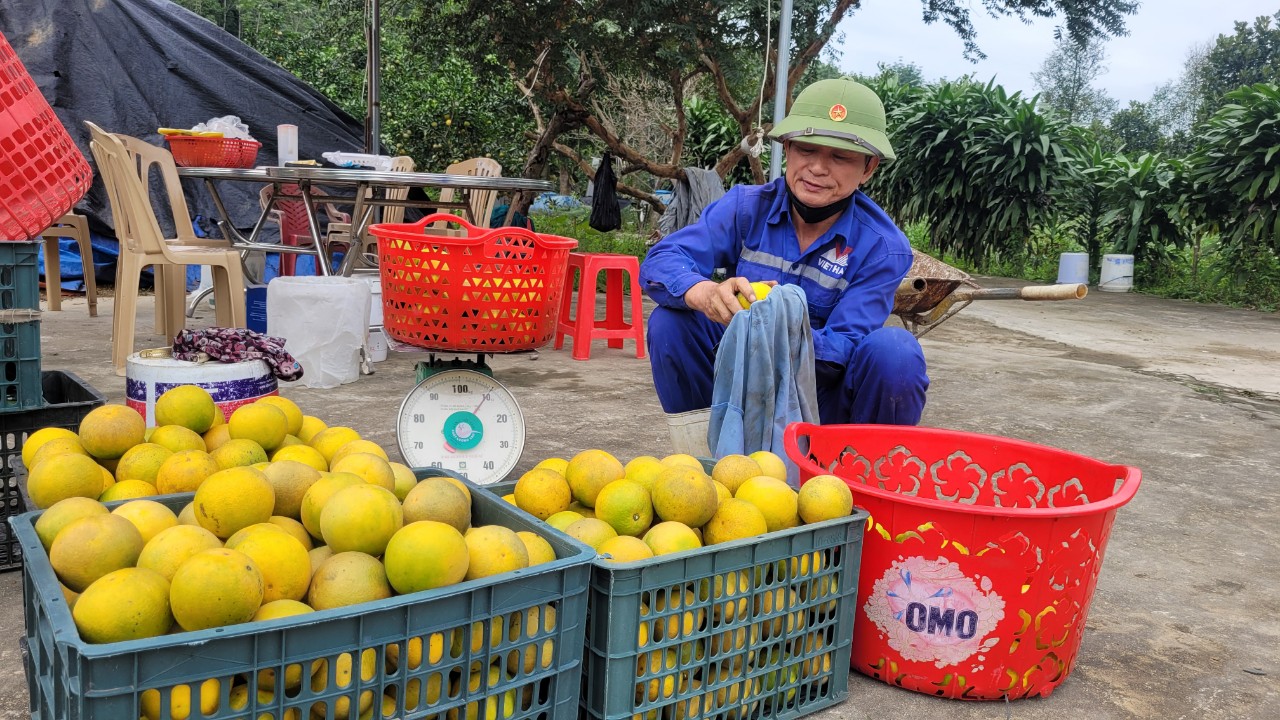 Người dân Hà Tĩnh được mùa cam, tất bật thu hoạch- Ảnh 6.