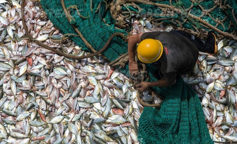 Cá khủng tràn ngập dưới đập Tam Hiệp, có con nặng hơn 100kg: Tuyệt nhiên không ai dám đánh bắt, vì sao? - Ảnh 1.