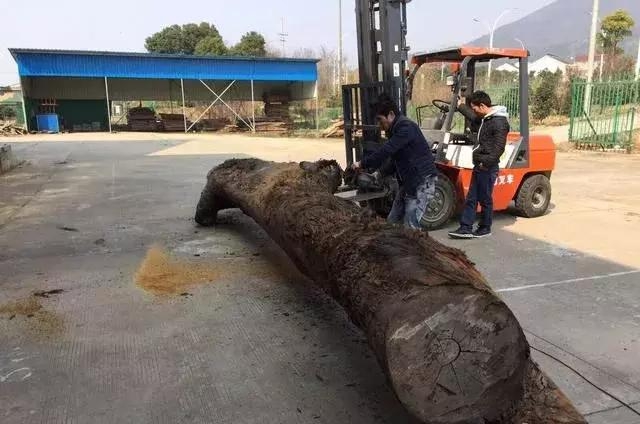 Lão nông khoe đào được cây gỗ hơn 25m, cảnh sát lập tức đến phong tỏa hiện trường - Ảnh 2.