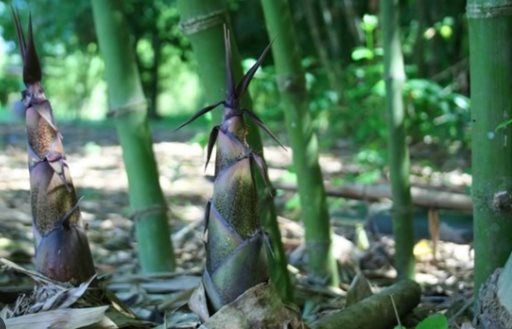 Việt Nam sở hữu một loại sản vật 'bạc tỷ' được nhiều quốc gia săn đón: Xếp thứ 4 thế giới về diện tích trồng, riêng lá cây thu về hàng triệu USD - Ảnh 3.