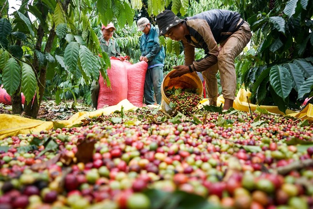 Giá cà phê tăng cao kỷ lục, châu Âu chỉ trông chờ vào Việt Nam - Ảnh 1.