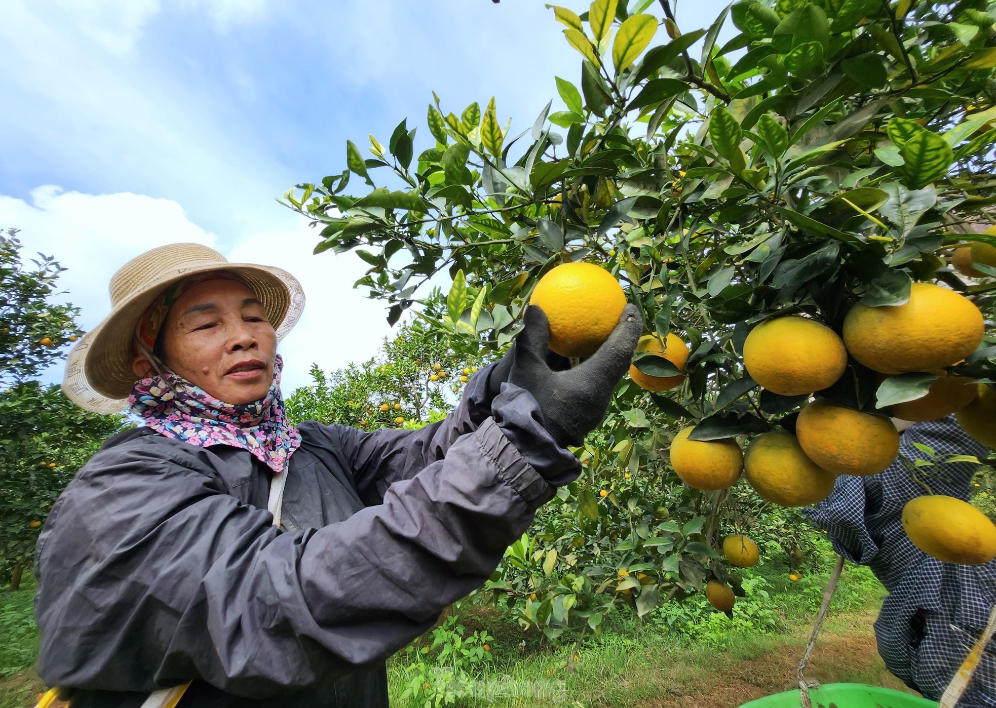 Kiếm tiền tỷ mỗi năm nhờ trồng cam đặc sản bán dịp Tết - Ảnh 13.