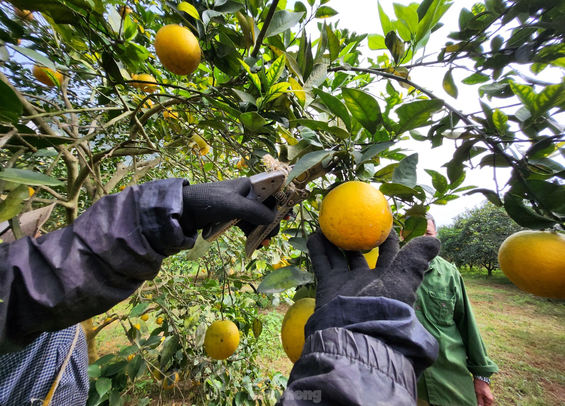 Kiếm tiền tỷ mỗi năm nhờ trồng cam đặc sản bán dịp Tết - Ảnh 14.