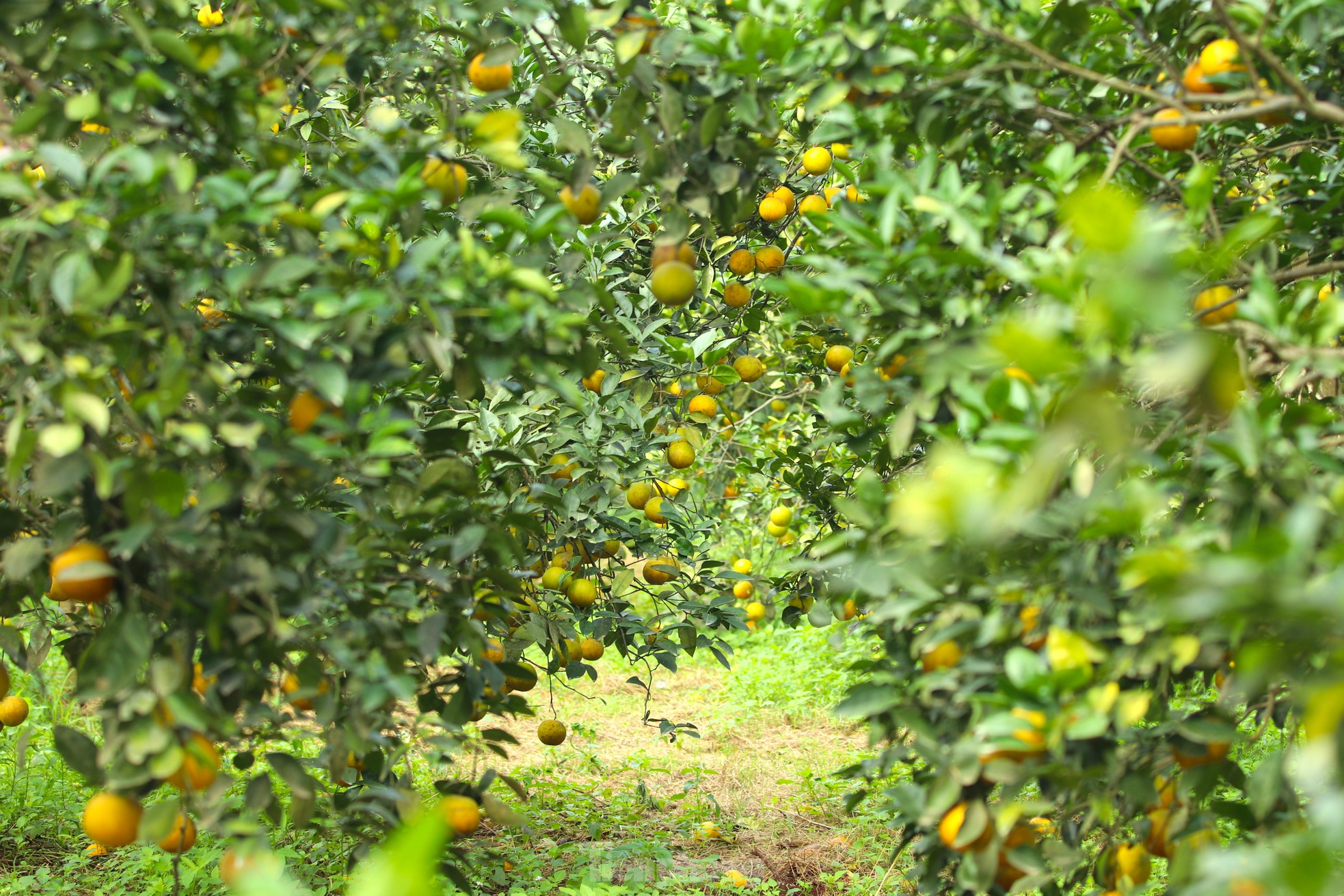 Kiếm tiền tỷ mỗi năm nhờ trồng cam đặc sản bán dịp Tết - Ảnh 5.
