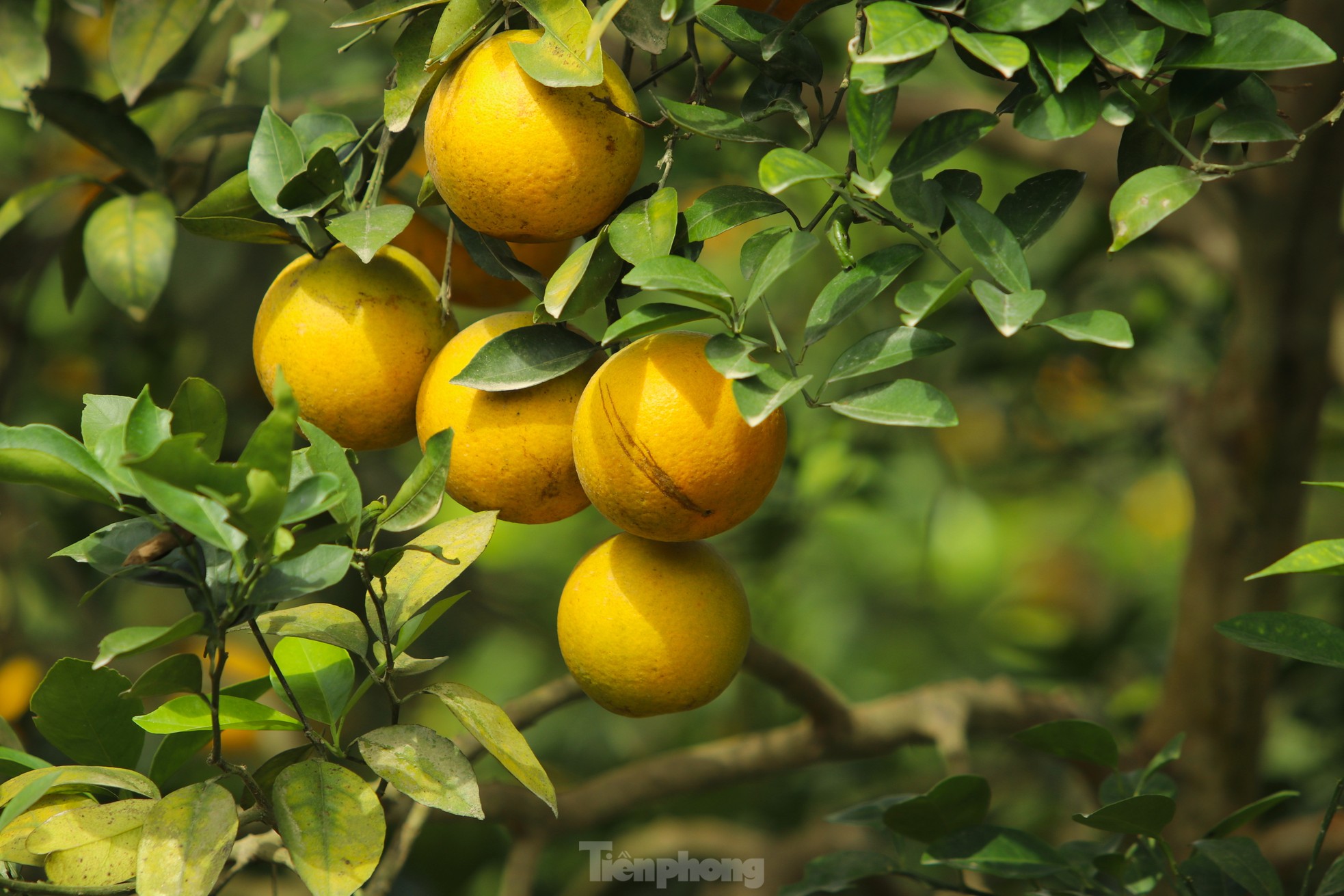 Kiếm tiền tỷ mỗi năm nhờ trồng cam đặc sản bán dịp Tết - Ảnh 9.