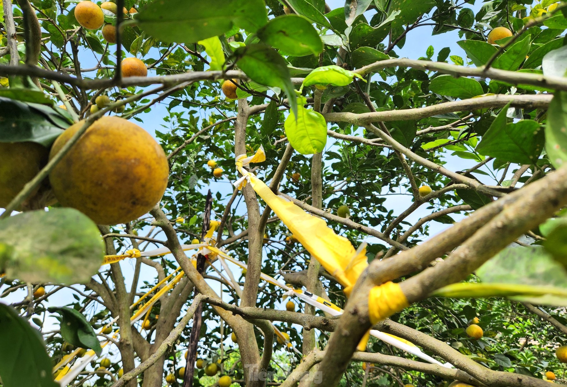 Kiếm tiền tỷ mỗi năm nhờ trồng cam đặc sản bán dịp Tết - Ảnh 10.