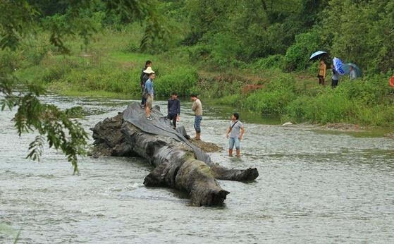 Anh nông dân phát hiện khúc gỗ “đen sì” dài 3,5m, đường kính 70cm bên bờ sông: Chuyên gia khẳng định đó là báu vật đáng giá hàng trăm tỷ đồng - Ảnh 1.