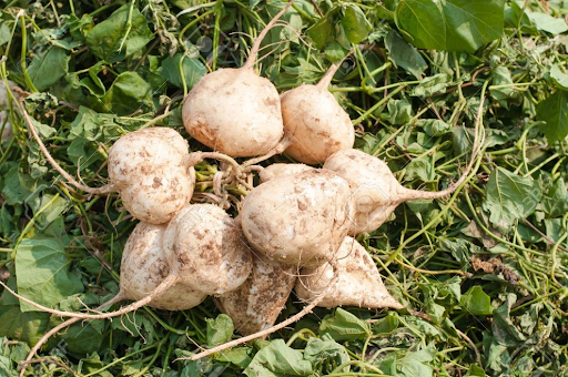 Loại củ được trồng đầy đồng ở Việt Nam lại là “thuốc” hạ huyết áp tự nhiên, bổ tim mạch, hỗ trợ giảm cân hiệu quả - Ảnh 1.