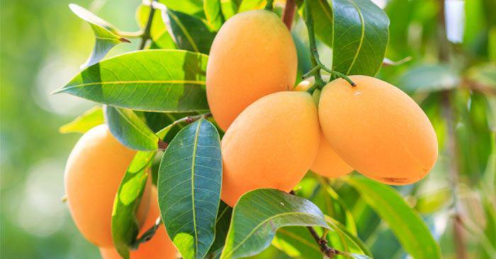 Một loại quả ngọt lịm nhưng có chỉ số đường huyết thấp, là “thuốc” chống ung thư tự nhiên: Luôn sẵn ở chợ Việt - Ảnh 3.