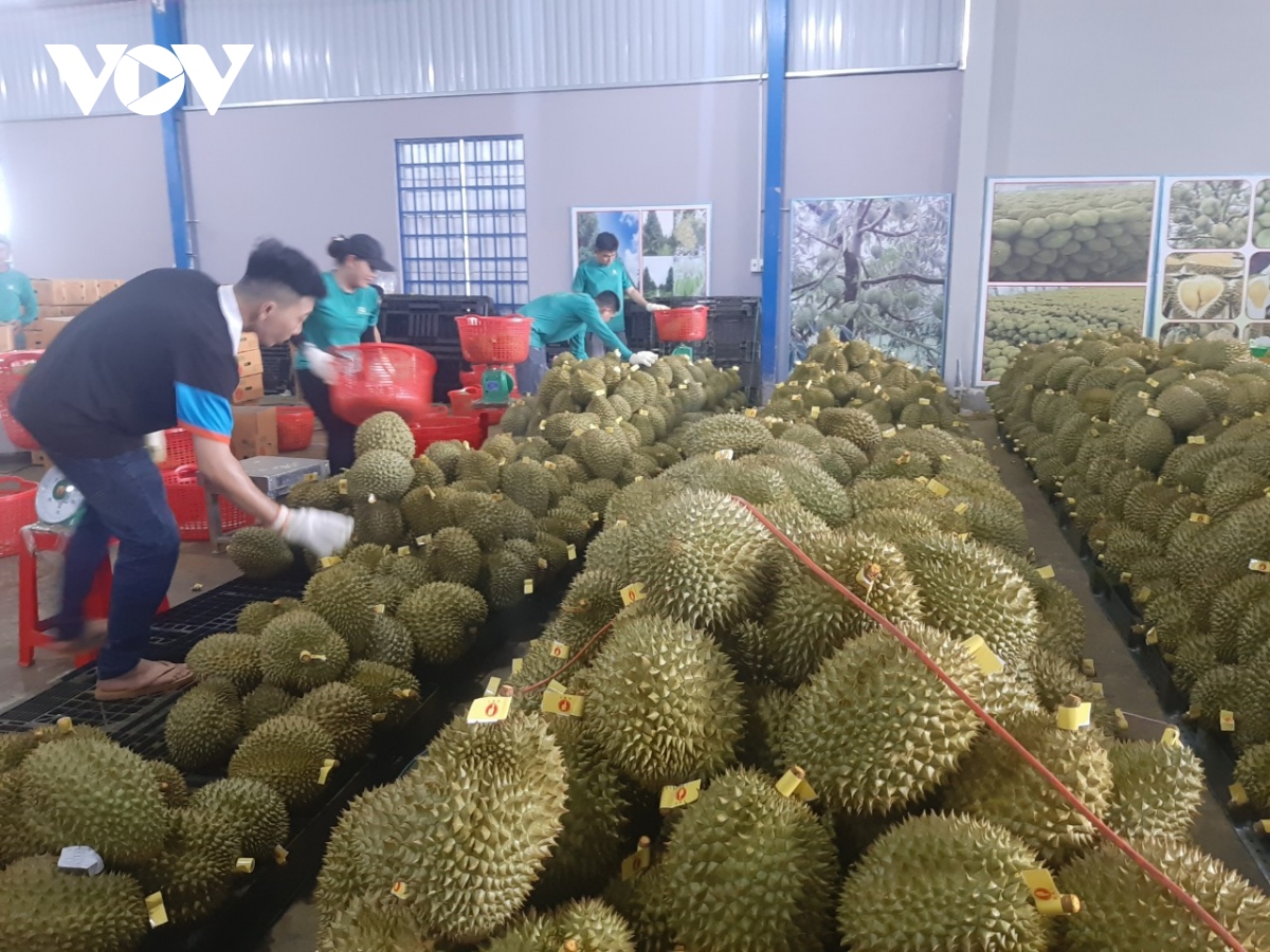 Nhiều nhà vườn ở Tiền Giang thu tiền tỷ nhờ trái sầu riêng nghịch vụ - Ảnh 1.