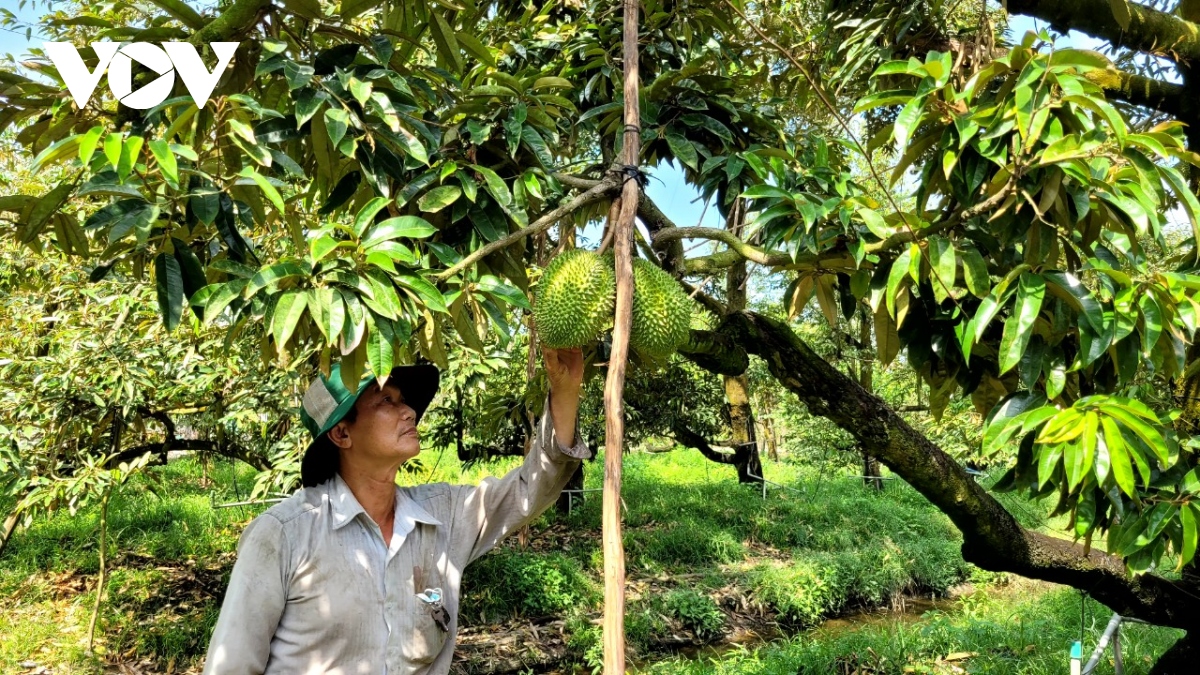 Nhiều nhà vườn ở Tiền Giang thu tiền tỷ nhờ trái sầu riêng nghịch vụ - Ảnh 3.