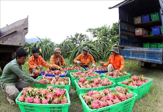 Gần 7.000 mã số vùng trồng được cấp để xuất khẩu quả tươi - Ảnh 1.