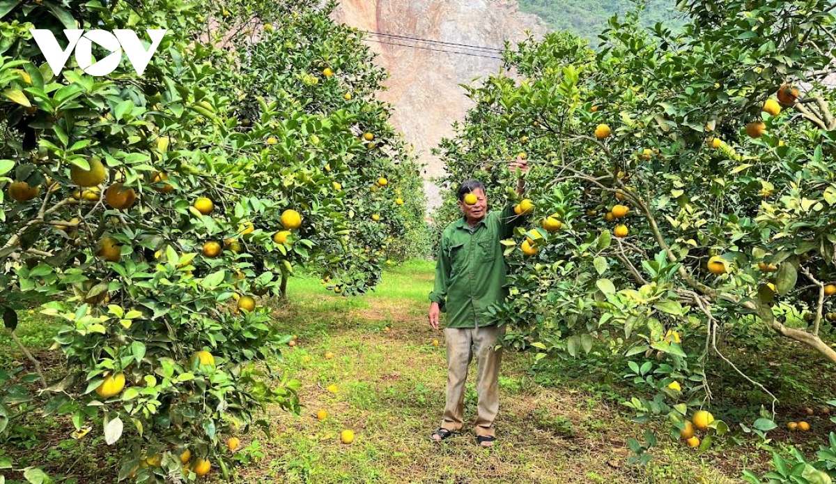 Vườn cam trĩu quả giúp nông dân Nghệ An thu về tiền tỷ - Ảnh 2.