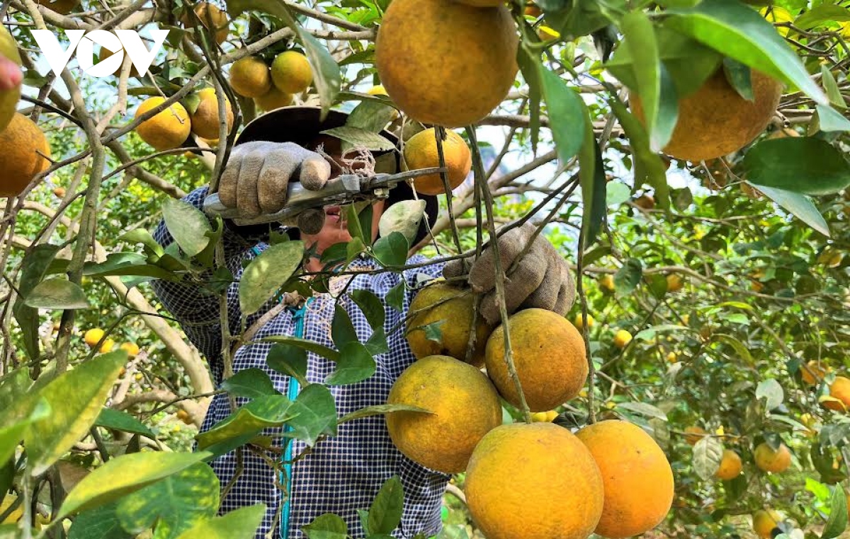 Vườn cam trĩu quả giúp nông dân Nghệ An thu về tiền tỷ - Ảnh 3.