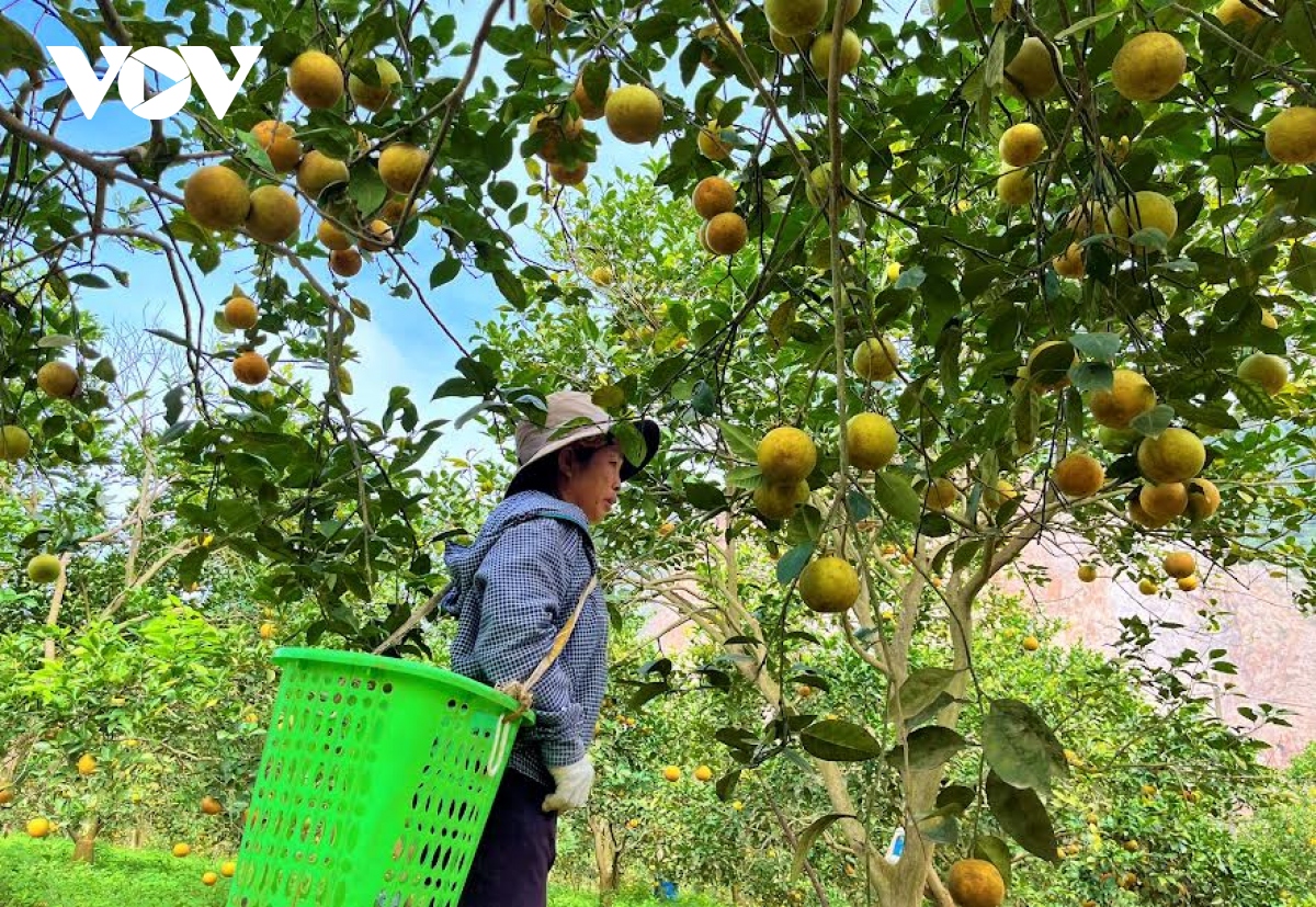 Vườn cam trĩu quả giúp nông dân Nghệ An thu về tiền tỷ - Ảnh 1.